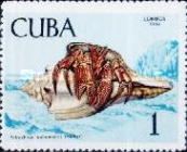 Giant Hermit Crab (Petrochirus bahamensis)