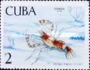 Banded Coral Shrimp (Stenopus hispidus)