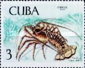 Caribbean Spiny Lobster (Panulirus argus)