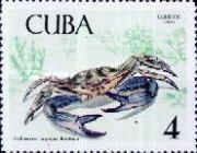 Blue Crab (Callinectes sapidus)