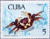 Purple Land Crab (Gecarcinus ruricola)