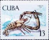 Bigclaw River Shrimp (Macrobrachium carcinus)