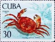 Batwing Coral Crab (Carpilius coralinus)