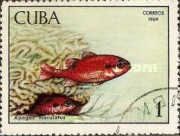 Flamefish (Apogon maculatus)