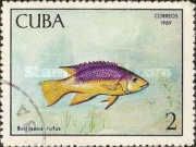 Spanish Hogfish (Bodianus rufus)