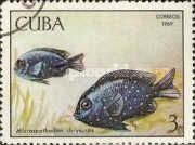 Yellowtail Damselfish (Microspathodon chrysurus)