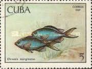 Damselfish (Chromis marginatus)