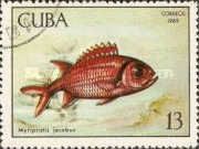 Blackbar Soldierfish (Myripristis jacobus)