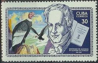 Andean Condor (Vultur gryphus)