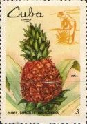 Agriculture- Pineapple