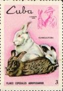 Rabbits