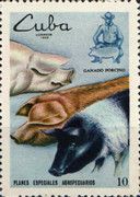 Domestic Pig (Sus scrofa domestica)