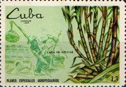 Sugar cane