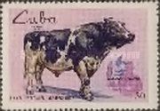 Cattle (Bos primigenius taurus)