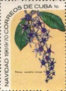 Petrea volubilis