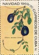 Clitoria ternatea
