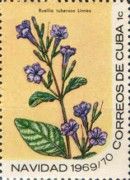 Ruellia tuberosa