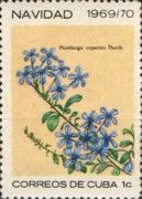 Plumbago capensis