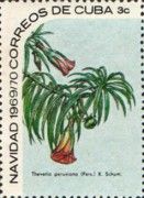 Thevetia peruviana