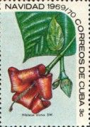 Hibiscus elatus