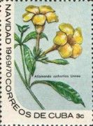 Allamanda cathartica