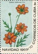 Cosmos sulphureus