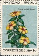 Turnera ulmifolia