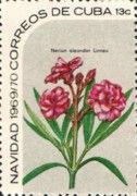 Neriun oleander