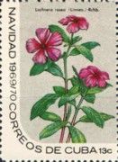 Lochnera rosea