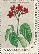 Jatropha integerrima