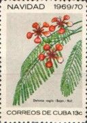 Delonix regia