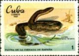 Caribbean Water Snake (Tretanorhynus variabilis)