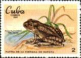 Cuban Treefrog (Hyla insulsa)