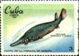 Cuban Gar (Atractosteus tristoechus)