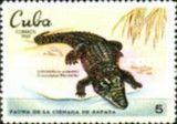 Cuban Crocodile (Crocodylus rhombifer)