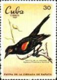 Red-shouldered Blackbird (Agelaius phoeniceus assimilis)