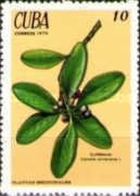 Canella winterana