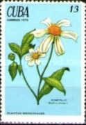 Bidens pilosa