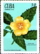 Turnera ulmifolia