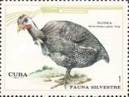 Helmeted Guineafowl (Numida meleagris)