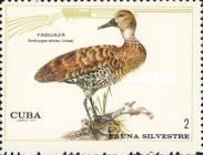 West Indian Whistling Duck (Dendrocygna arborea)