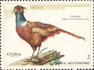 Common Pheasant (Phasianus colchicus)