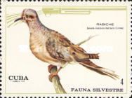 Mourning Dove (Zenaida macroura)
