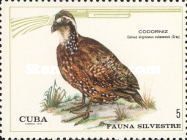 Northern Bobwhite (Colinus virginianus)