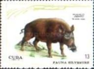 Wild Boar (Sus scrofa)