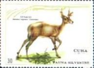 White-tailed Deer (Odocoileus virginianus)