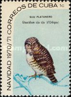 Cuban Pygmy-Owl (Glaucidium siju)