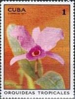 Cattleya skinnerii