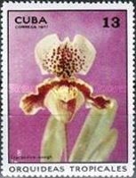 Cypripedium mowgh