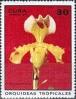 Cypripedium solum